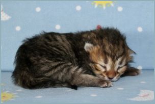 Male Siberian Kitten from Deedlebug Siberians